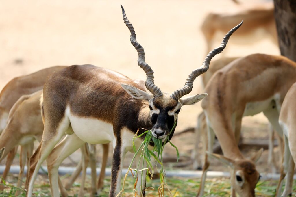 antilope loans comprendre chiffres récents permettent
