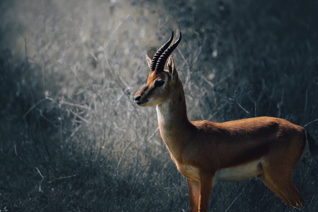 antilope loans comprendre change transfert emprunteur